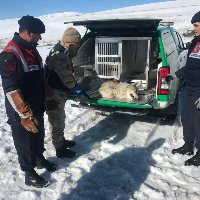 Erzurum'da jandarmanın yaralı bulduğu kurt tedaviye alındı