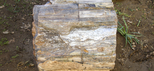 Uşak'ta 10 ila 16 milyon yıllık olduğu belirlenen 2 ağaç fosili bulundu