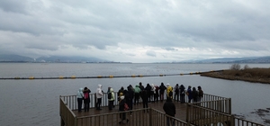 İzmit Körfezi'ndeki sulak alan kuş gözlemcilerini ağırlıyor