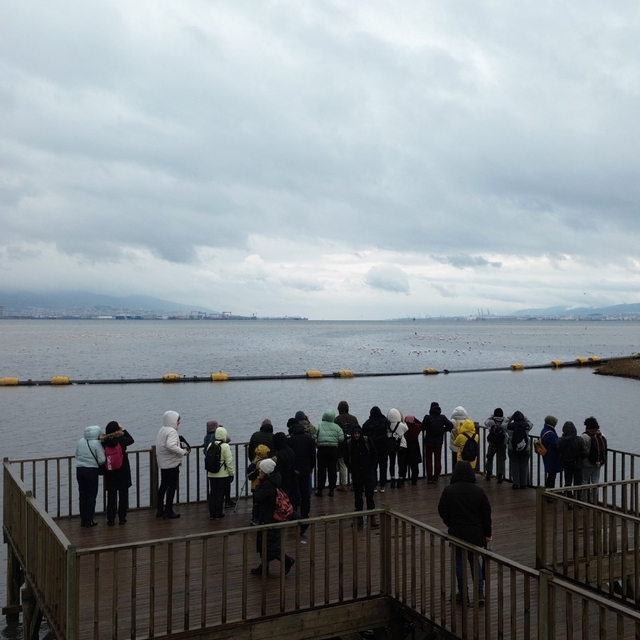 İzmit Körfezi'ndeki sulak alan kuş gözlemcilerini ağırlıyor