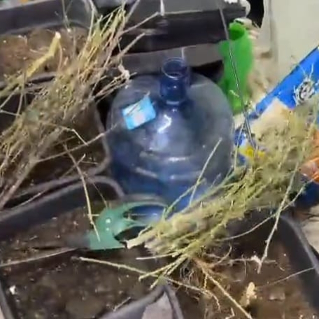 Evine sistem kurup, kenevir serasına çevirmiş; 1 gözaltı