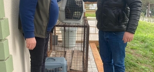 Sinop'ta yaralı atmaca koruma altına alındı