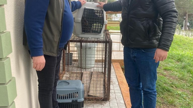 Sinop'ta yaralı atmaca koruma altına alındı