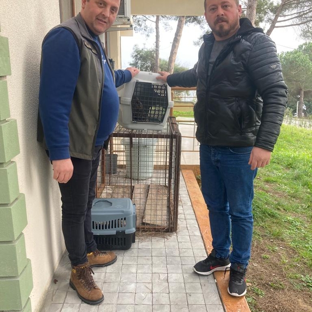 Sinop'ta yaralı atmaca koruma altına alındı