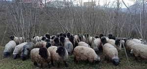 Giresun'da Çepni koyunu koruma altına alındı