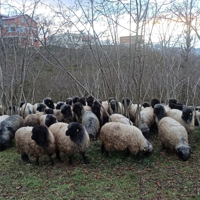 Giresun'da Çepni koyunu koruma altına alındı