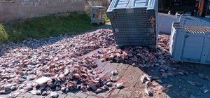 Nazilli'de tırın dorsesindeki bir ton balık yola saçıldı