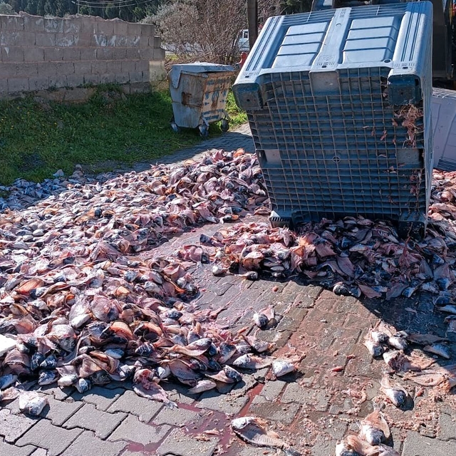 Nazilli'de tırın dorsesindeki bir ton balık yola saçıldı