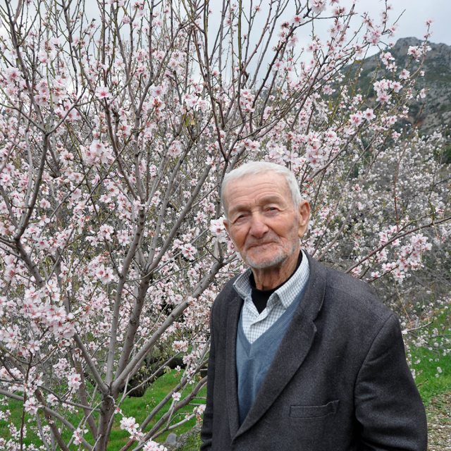 Antalya'da badem ağaçları çiçek açtı