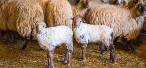 Koruma altındaki Kaçeli koyunları İzmir'deki yaşam parkında yavruladı