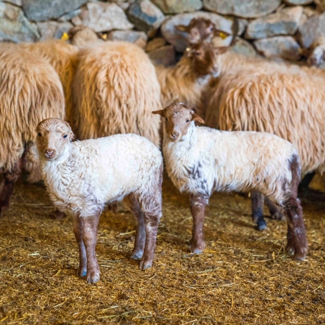 Koruma altındaki Kaçeli koyunları İzmir'deki yaşam parkında yavruladı