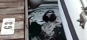 Fethiye'de, nesli tehlikedeki Akdeniz foku görüldü