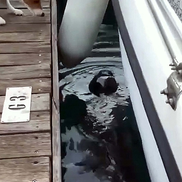 Fethiye'de, nesli tehlikedeki Akdeniz foku görüldü