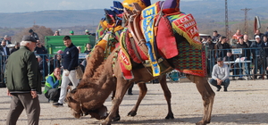 Çanakkale'de geleneksel deve güreşi yapıldı