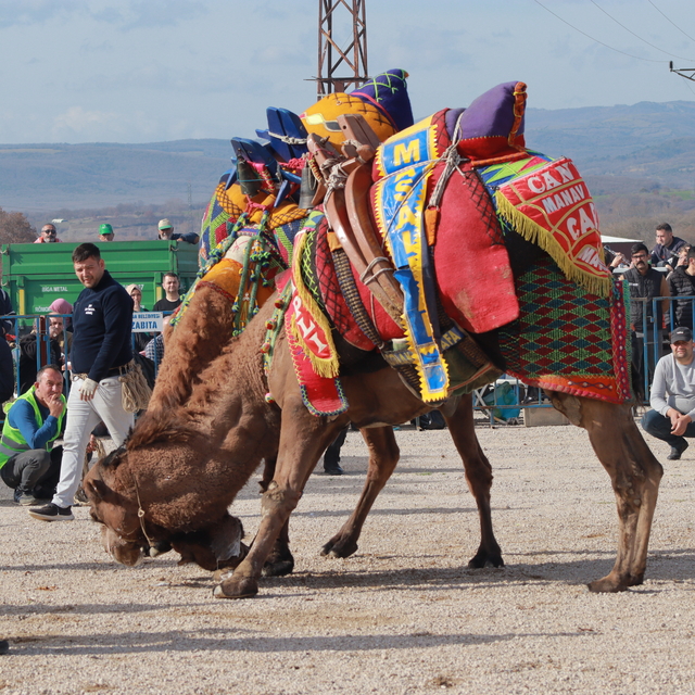 Çanakkale'de geleneksel deve güreşi yapıldı