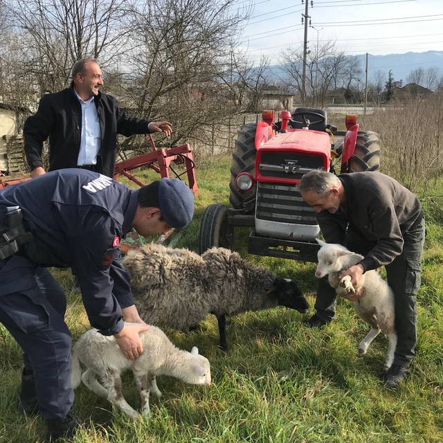 Düzce'de koyunlarını kaybeden besicinin yardımına jandarma yetişti