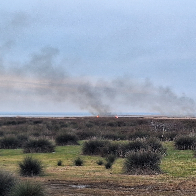 GÜNCELLEME - Kızılırmak Deltası Kuş Cenneti'nde çıkan yangın kontrol altına...