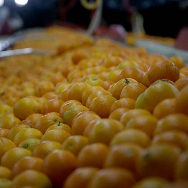 Muğla'da tarımsal üretim ve ihracatından elde edilen gelir arttı