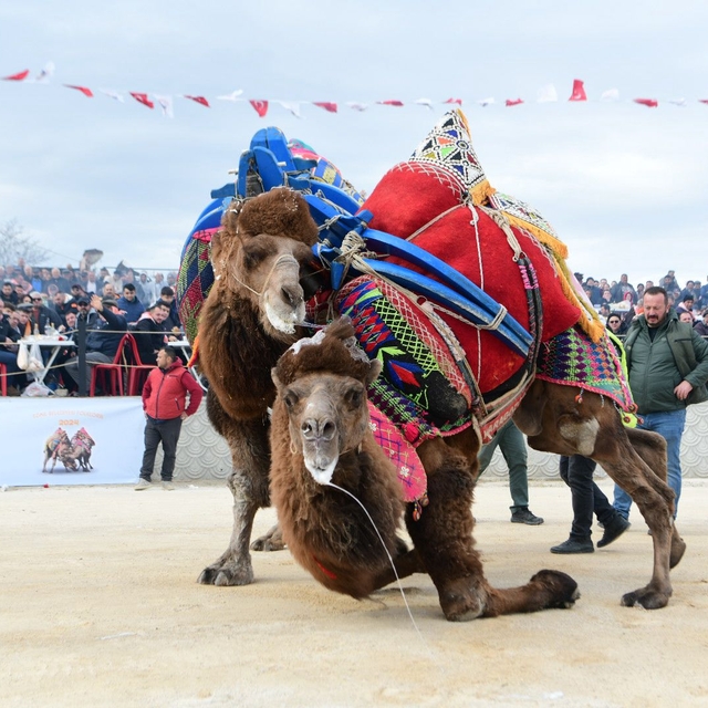 Çanakkale'de pehlivan develer arenaya çıktı