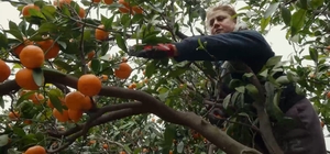 Deprem bölgesinde dalında kalan narenciye ürünlerini toplamak için gönüllüler sahaya indi