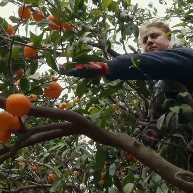 Deprem bölgesinde dalında kalan narenciye ürünlerini toplamak için gönüllül...