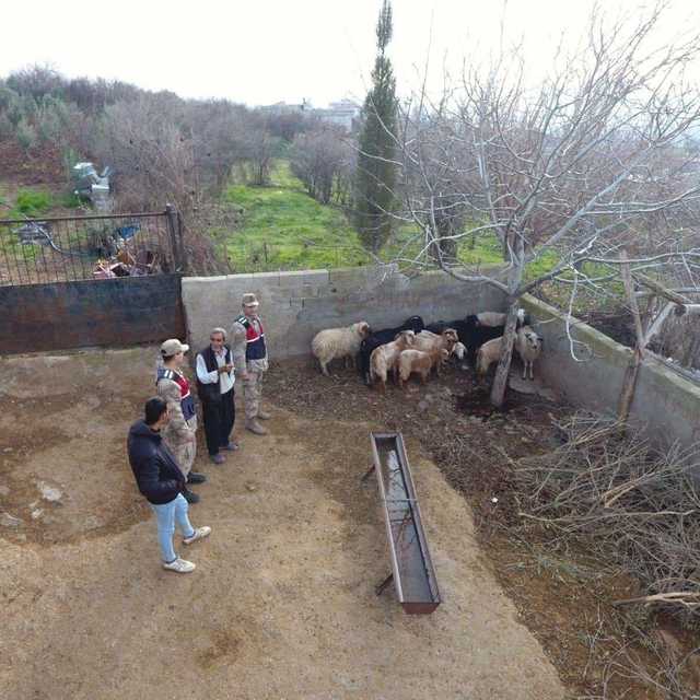 Kilis'te kaybolan küçükbaş hayvanlar jandarma tarafından bulundu
