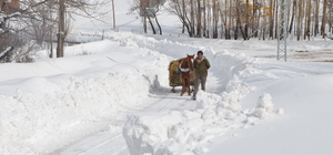 Muş'ta karla kaplı köylerde besiciler hayvanlarına kızakla ot taşıyor 