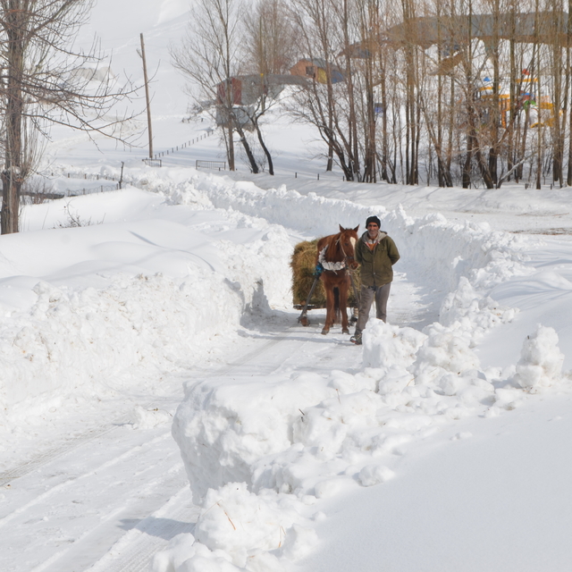 Muş'ta karla kaplı köylerde besiciler hayvanlarına kızakla ot taşıyor