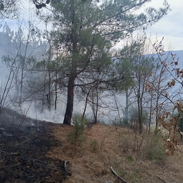 Niksar'da çıkan örtü yangını söndürüldü
