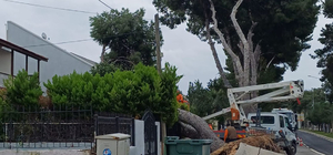 Çeşme'de kuvvetli rüzgar nedeniyle ağaç devrildi