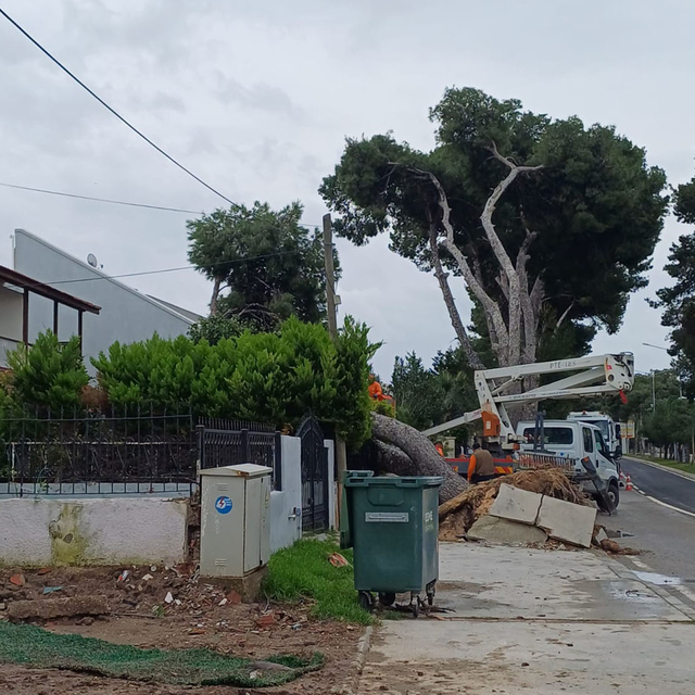 Çeşme'de kuvvetli rüzgar nedeniyle ağaç devrildi