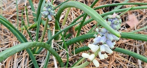 Antalya'da dağ sümbülleri çiçek açtı
