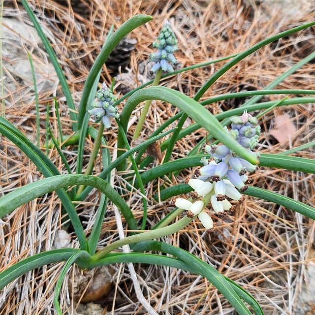 Antalya'da dağ sümbülleri çiçek açtı