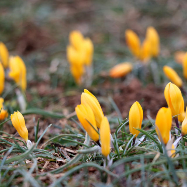 Karabük'te baharın müjdecisi çiğdemler çiçek açtı