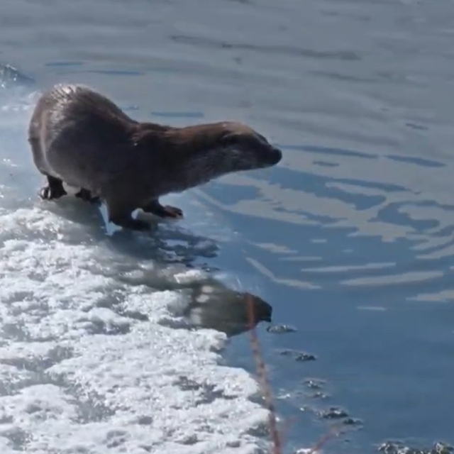 Su samuru avladığı balığı yerken görüntülendi