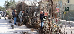 Havza'da meyve ve ağaç fidanları satışa çıktı