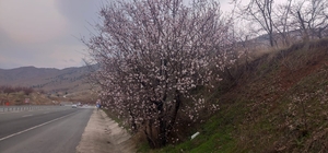 Malatya'da badem ağaçları çiçek açtı
