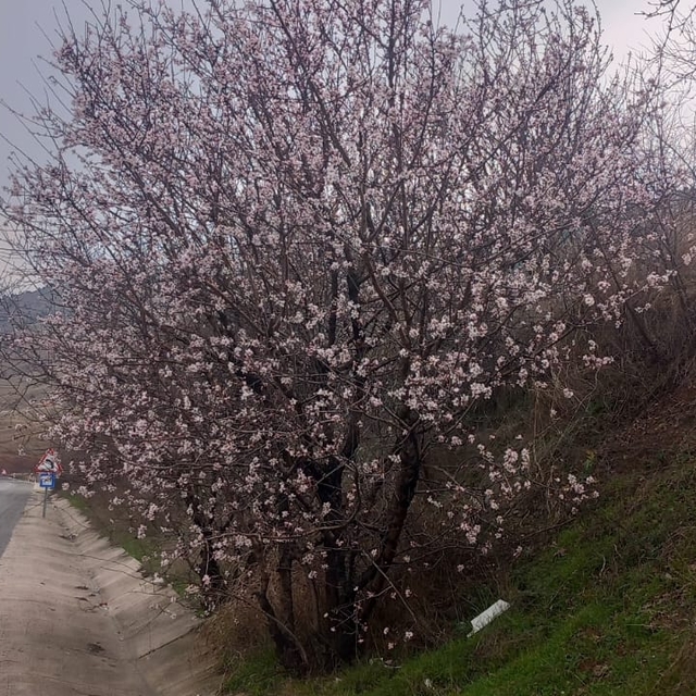 Malatya'da badem ağaçları çiçek açtı