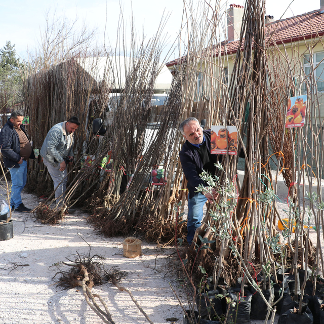 Havza'da meyve ve ağaç fidanları satışa çıktı