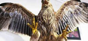 Kırklareli'nde elektrik akımına kapılarak ölen "şah kartalı" sergi için tahnit edildi