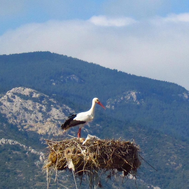 Aydın'a yılın ilk leyleği geldi