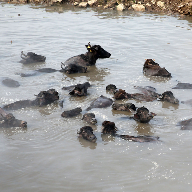Kış boyunca ahırda besledikleri manda ve atları kaplıca suyunda temizliyorl...