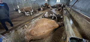 Şanlıurfa'da yıldırımın isabet ettiği 3 büyükbaş hayvan telef oldu