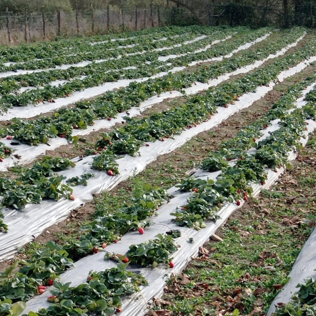 Kavak ilçesinde çilek üretimi yaygınlaşıyor