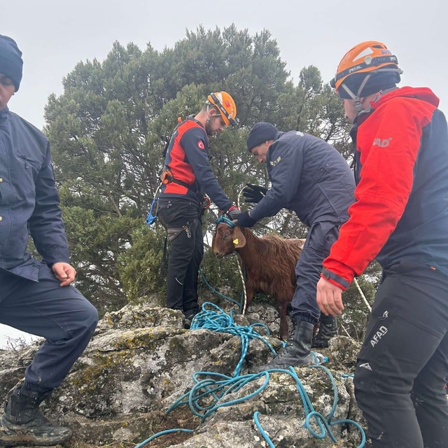Bilecik'te yamaçta mahsur kalan 2 küçükbaş hayvan kurtarıldı