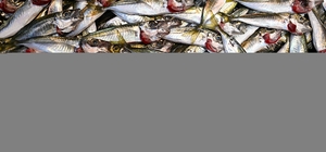 Trabzon'da istavritin 3 kilogramı 100 liradan satışa sunuluyor