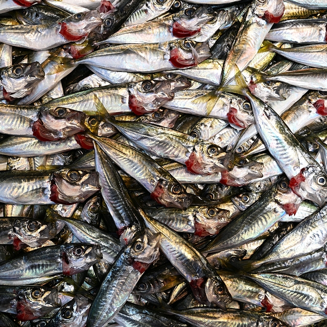 Trabzon'da istavritin 3 kilogramı 100 liradan satışa sunuluyor