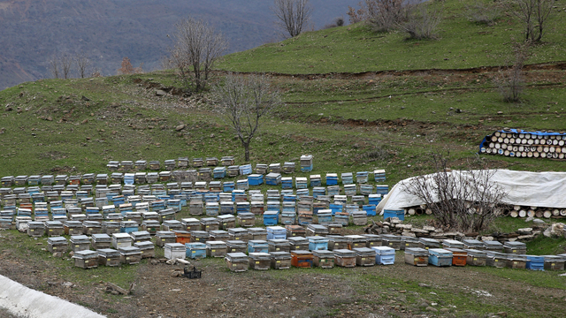 Bitlis balı, Paris'teki yarışmada "Altın Bal" ödülü aldı