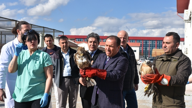 Afyonkarahisar'da bitkin bulunan 10 kuş bakımlarının ardından doğaya salındı