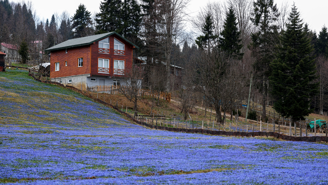 Kadıralak Yaylası'nda, 'mavi yıldız' zamanı; her yer mor